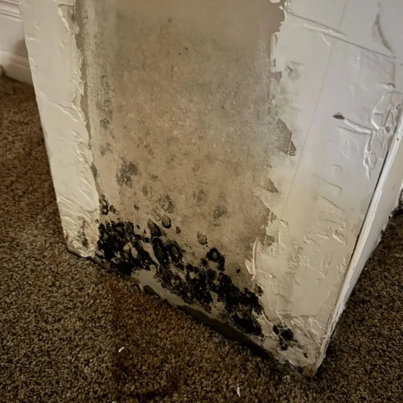 Professional Mold Removal in Fort Pierce, FL